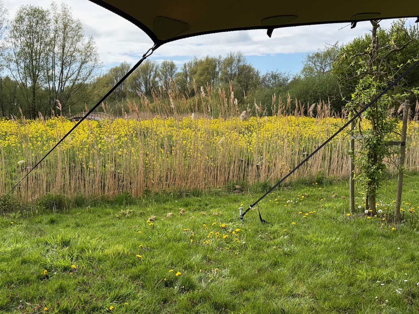 Uitzicht vanuit de tent over het weiland